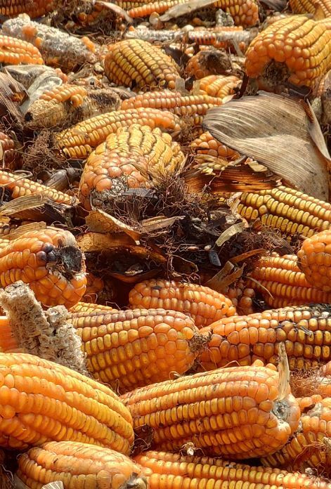 Mycotoxins Testing at Five Journeys Clinic